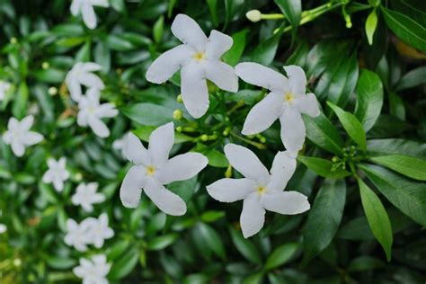 漏水 壁癌 珍珠馬茶花